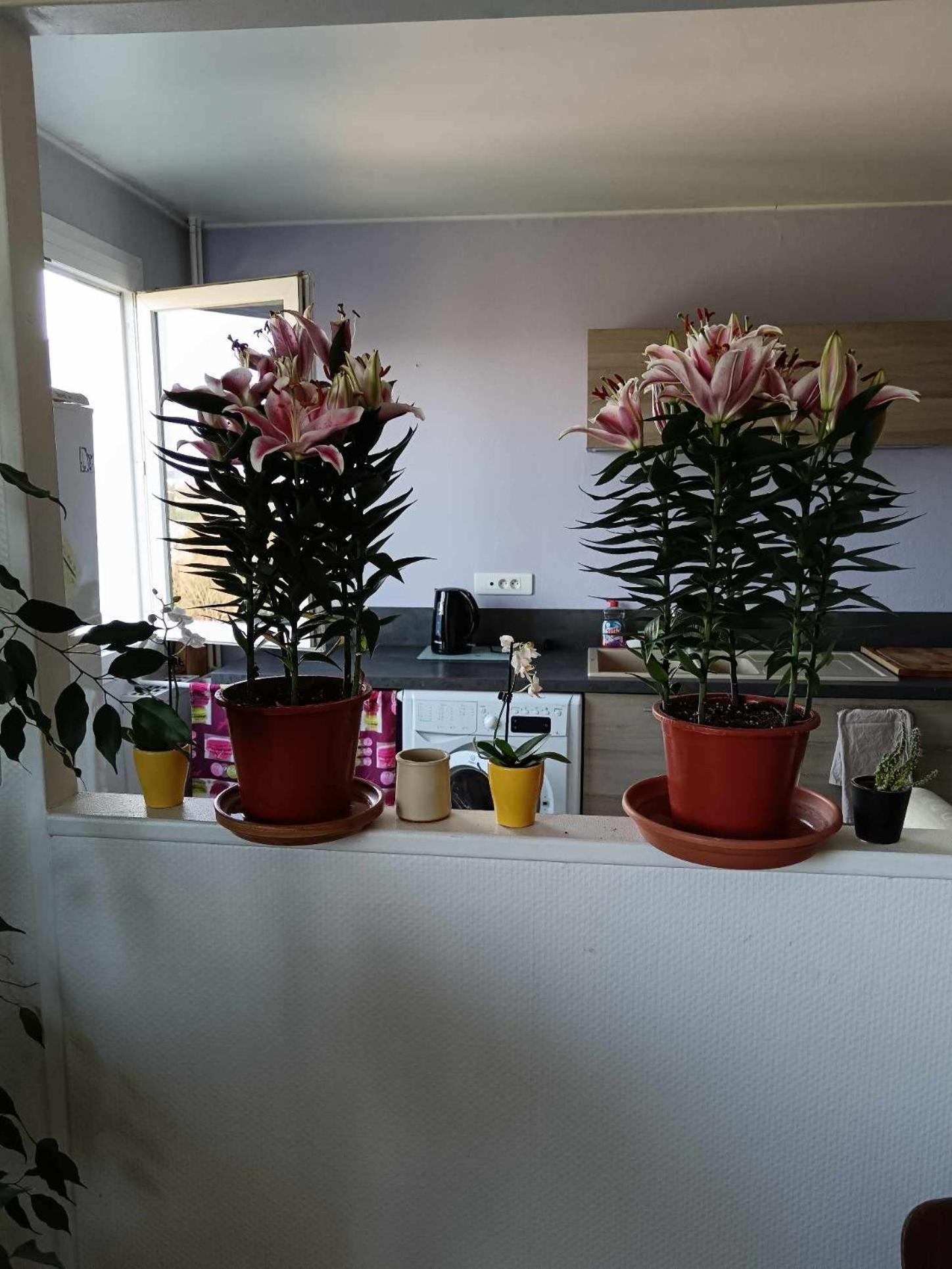 Apartment - Charleville-Mezieres